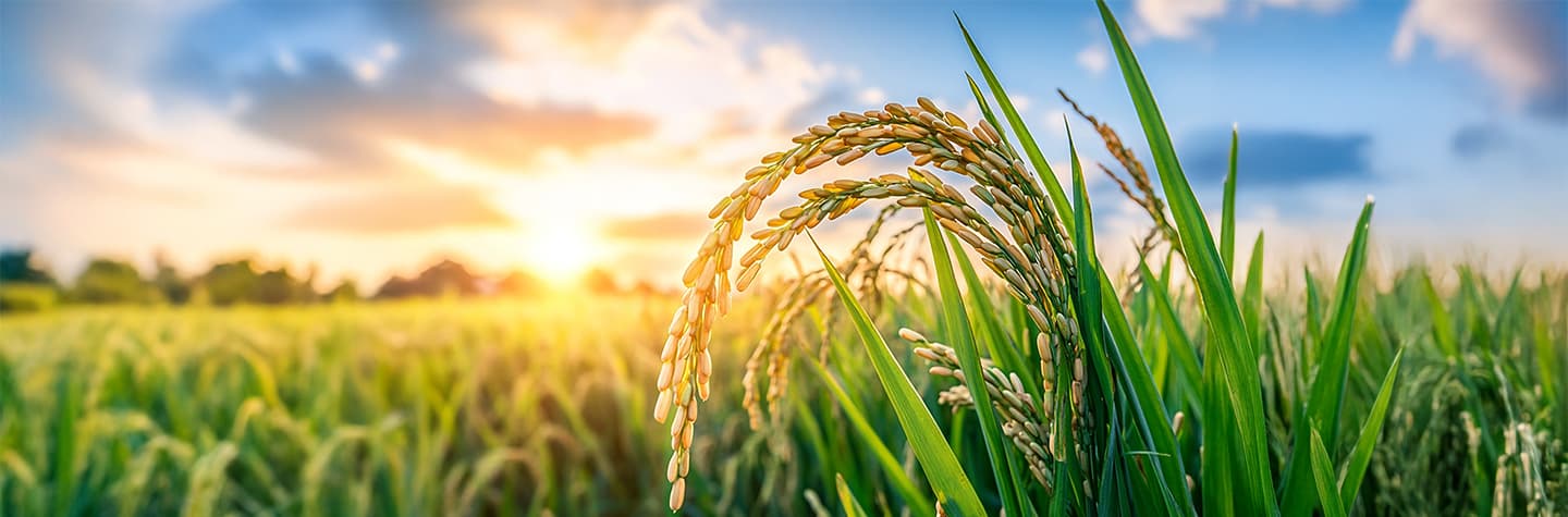 Premium seeds for seasonal buying.