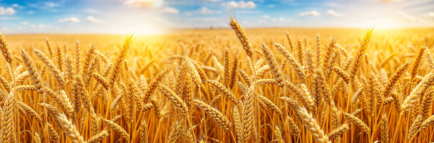 High-Quality Seeds for Every Season